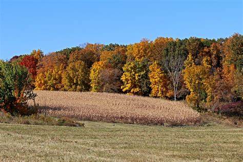 Cattle Country Indian Summer